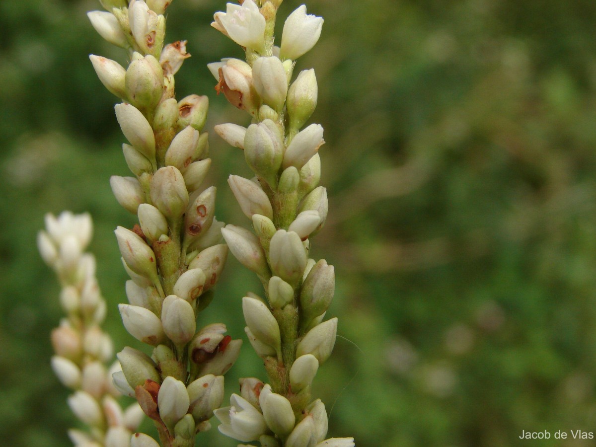 Persicaria barbata (L.) H.Hara